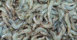 Udang Vaname